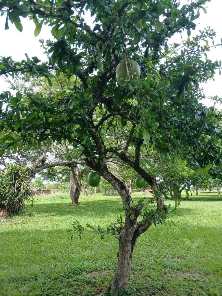 Quinta de 300 m² con piscina en venta en la Zona Norte: foto 5 de 6