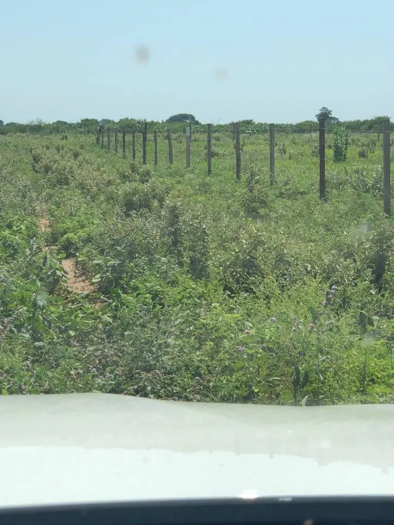 300 m² lot for sale in Villa Milagros, El Palmar area: foto 5 de 6