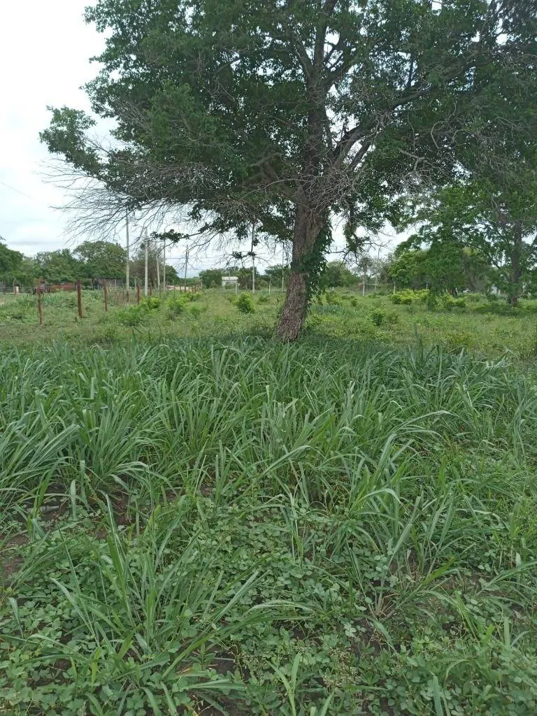 Terrenos en venta en Puerto Quijarro, sobre la Av. El Carmen: foto 5 de 5