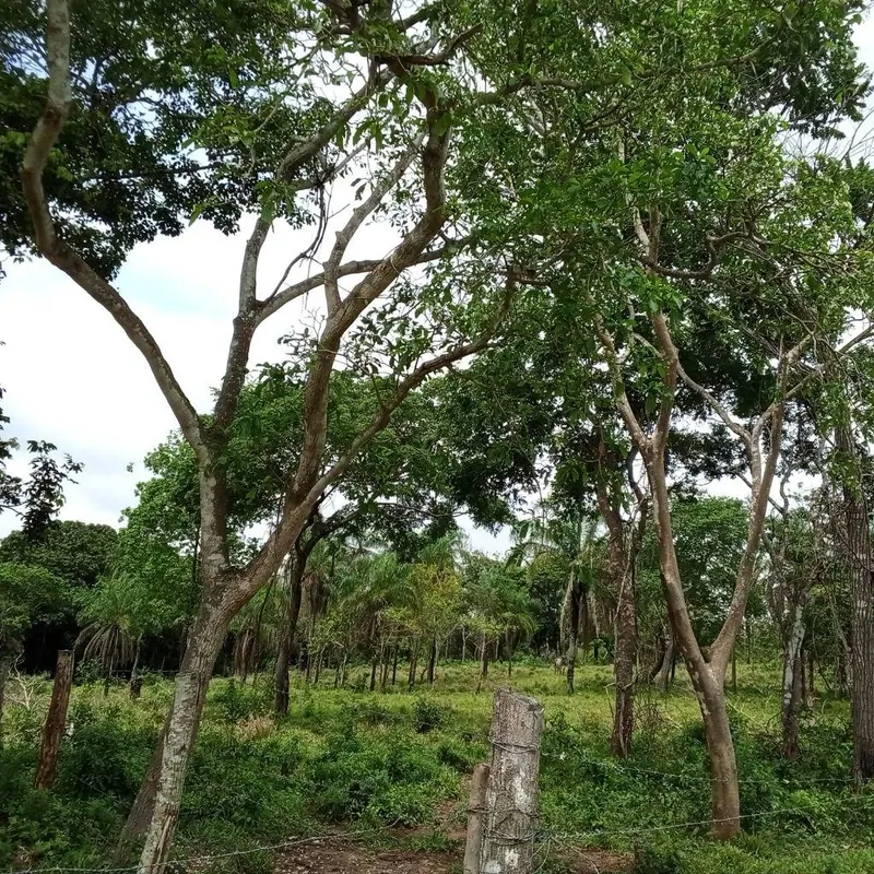 Propiedad rural de 17,67 hectáreas en venta en Porongo, Chaco Guembé: foto 3 de 5