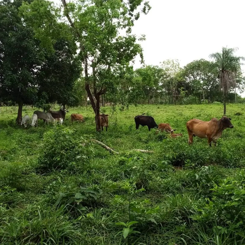 Propiedad rural de 17,67 hectáreas en venta en Porongo, Chaco Guembé: foto 5 de 5