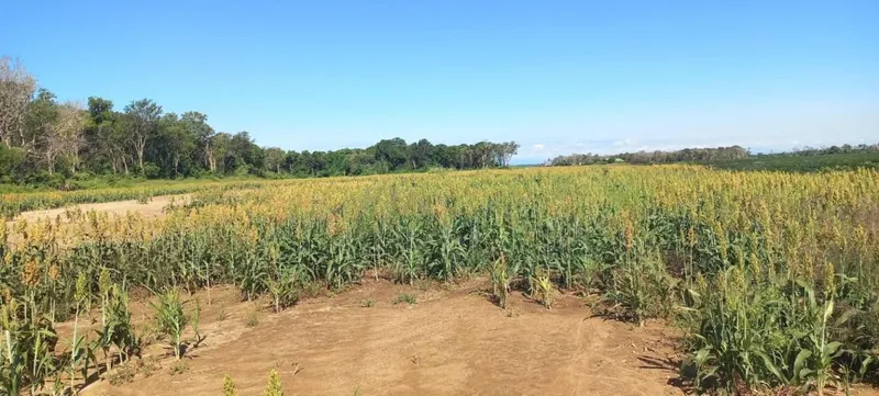 Propiedad agroganadera de 152 hectáreas en venta en Brecha 5 ½: foto 5 de 5
