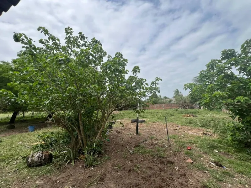Terreno de 15.893 m² en venta en Palma Verde, Zona Este: foto 5 de 6