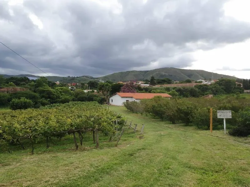 Quinta productiva de 8.961 m² en venta con viñedos y cabaña