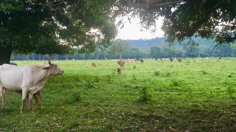 Propiedad agrícola-ganadera de 100 hectáreas en venta en Porongo: foto 2 de 5