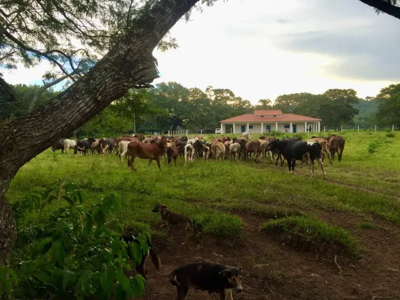 Propiedad agrícola-ganadera de 100 hectáreas en venta en Porongo: foto 3 de 5