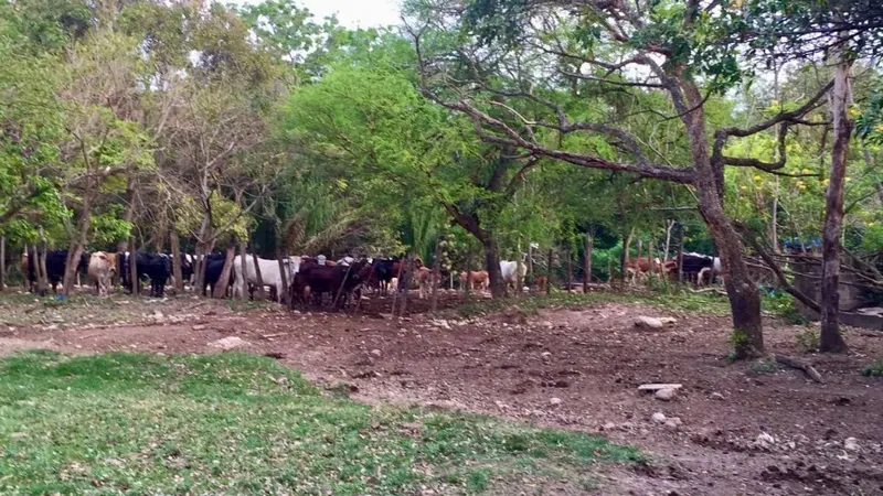 Propiedad agrícola-ganadera de 100 hectáreas en venta en Porongo: foto 4 de 5