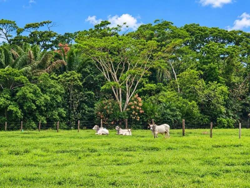 164-hectare sugarcane farm for sale in General Saavedra: foto 1 de 19