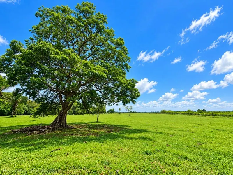 164-hectare sugarcane farm for sale in General Saavedra: foto 2 de 19