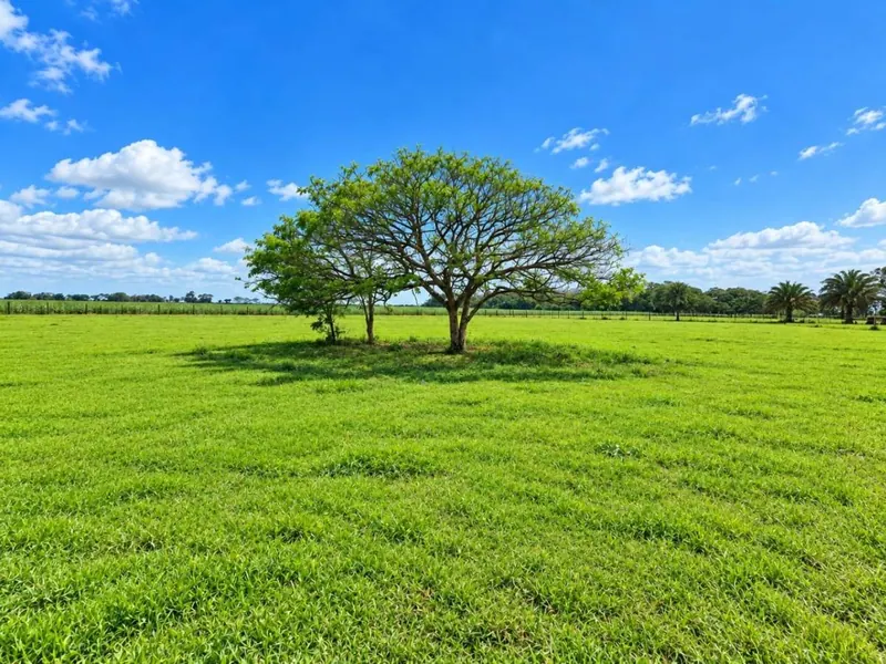 164-hectare sugarcane farm for sale in General Saavedra: foto 4 de 19