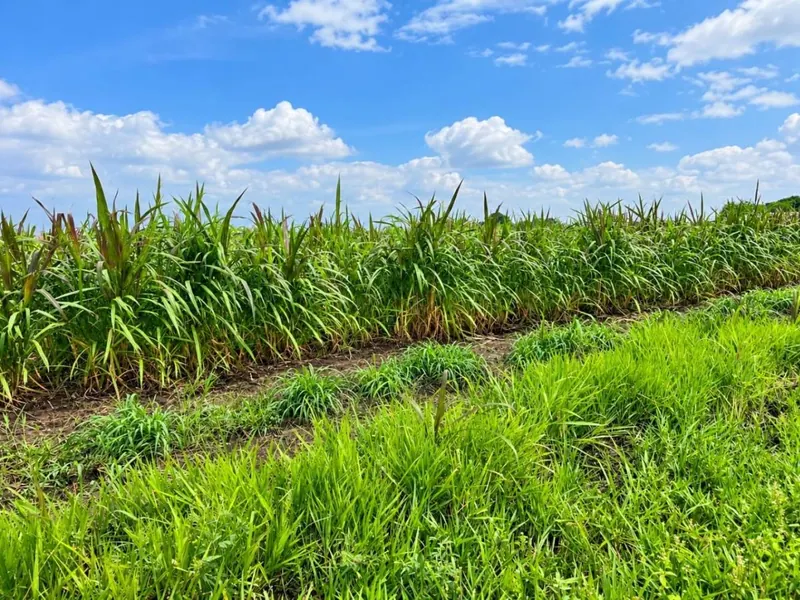 164-hectare sugarcane farm for sale in General Saavedra: foto 5 de 19