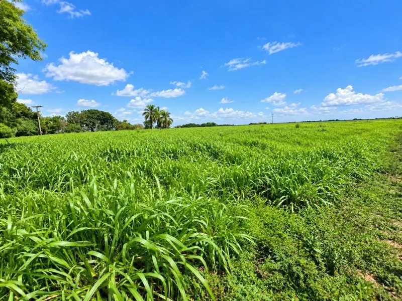 164-hectare sugarcane farm for sale in General Saavedra: foto 7 de 19