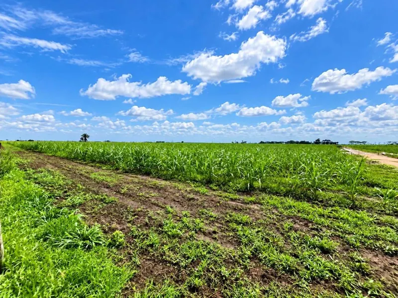 164-hectare sugarcane farm for sale in General Saavedra: foto 10 de 19