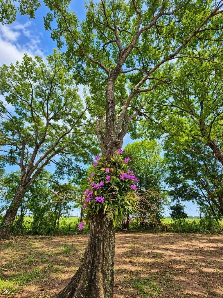 164-hectare sugarcane farm for sale in General Saavedra: foto 18 de 19