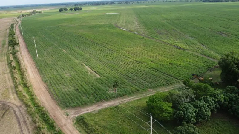 Propiedad cañera de 140 ha en venta en General Saavedra: foto 3 de 14