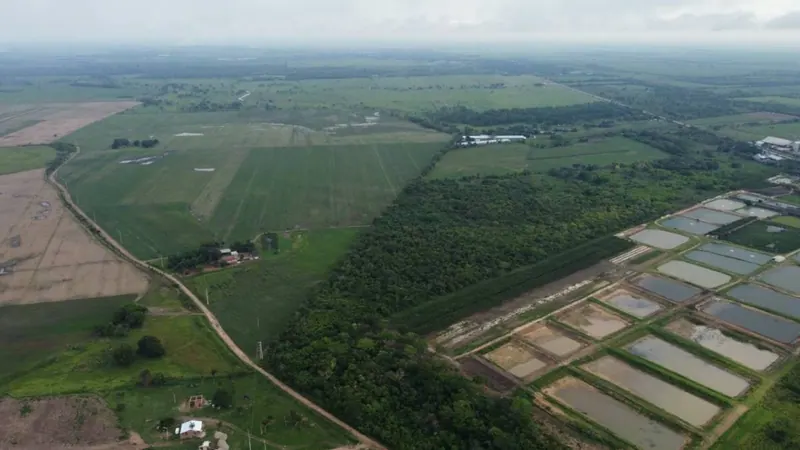 Propiedad cañera de 140 ha en venta en General Saavedra: foto 4 de 14