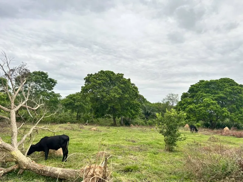 Terreno de 11,87 hectáreas en venta en Porongo, Urubó: foto 12 de 13